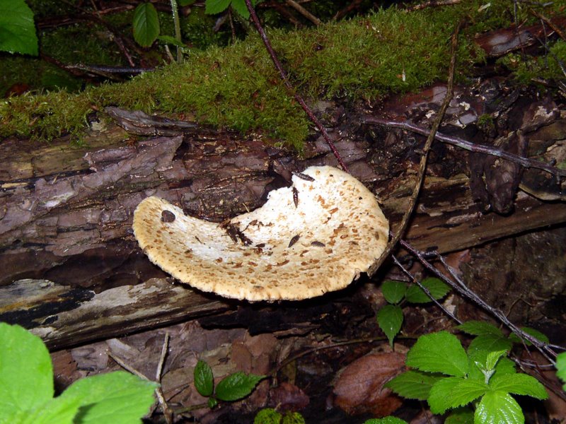 Polyporus squamosus